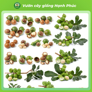 Cây giống hạt MẮC CA Chuẩn Giống, Siêu Sai Quả, Dễ Trồng, Năng Suất Cao, Hạt Siêu Ngon Ưa chuộng