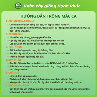 Cây giống hạt MẮC CA Chuẩn Giống, Siêu Sai Quả, Dễ Trồng, Năng Suất Cao, Hạt Siêu Ngon Ưa chuộng