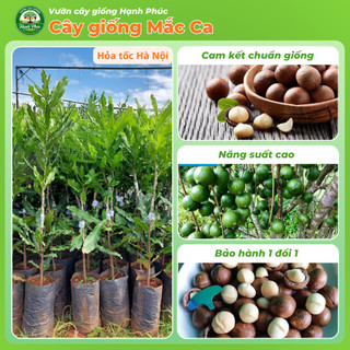 Cây giống hạt MẮC CA Chuẩn Giống, Siêu Sai Quả, Dễ Trồng, Năng Suất Cao, Hạt Siêu Ngon Ưa chuộng