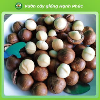 Cây giống hạt MẮC CA Chuẩn Giống, Siêu Sai Quả, Dễ Trồng, Năng Suất Cao, Hạt Siêu Ngon Ưa chuộng
