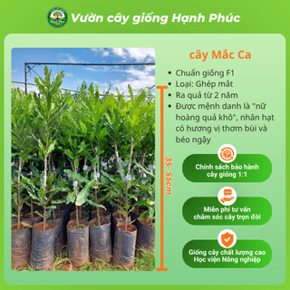 Cây giống hạt MẮC CA Chuẩn Giống, Siêu Sai Quả, Dễ Trồng, Năng Suất Cao, Hạt Siêu Ngon Ưa chuộng