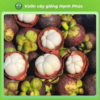 Cây giống MĂNG CỤT BẾN TRE Chuẩn Giống F1, Siêu Sai Quả, Dễ Sống Dễ Trồng, Năng Suất Cao, Quả Ngon Mềm