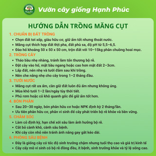 Cây giống MĂNG CỤT BẾN TRE Chuẩn Giống F1, Siêu Sai Quả, Dễ Sống Dễ Trồng, Năng Suất Cao, Quả Ngon Mềm