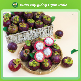 Cây giống MĂNG CỤT BẾN TRE Chuẩn Giống F1, Siêu Sai Quả, Dễ Sống Dễ Trồng, Năng Suất Cao, Quả Ngon Mềm
