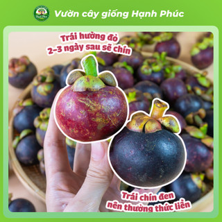 Cây giống MĂNG CỤT BẾN TRE Chuẩn Giống F1, Siêu Sai Quả, Dễ Sống Dễ Trồng, Năng Suất Cao, Quả Ngon Mềm