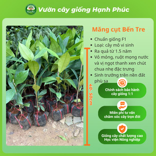 Cây giống MĂNG CỤT BẾN TRE Chuẩn Giống F1, Siêu Sai Quả, Dễ Sống Dễ Trồng, Năng Suất Cao, Quả Ngon Mềm