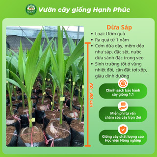 Cây giống DỪA SÁP Siêu sai quả, Chuẩn Giống F1, Dễ Chăm, Năng Suất Cao, Ăn cùng Kem Giải Nhiệt Mùa Hè