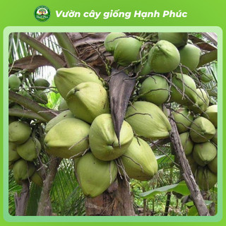 Cây giống DỪA SÁP Siêu sai quả, Chuẩn Giống F1, Dễ Chăm, Năng Suất Cao, Ăn cùng Kem Giải Nhiệt Mùa Hè