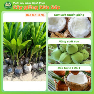 Cây giống DỪA SÁP Siêu sai quả, Chuẩn Giống F1, Dễ Chăm, Năng Suất Cao, Ăn cùng Kem Giải Nhiệt Mùa Hè