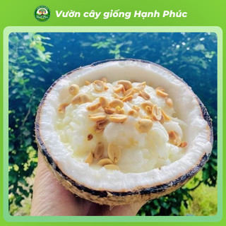 Cây giống DỪA SÁP Siêu sai quả, Chuẩn Giống F1, Dễ Chăm, Năng Suất Cao, Ăn cùng Kem Giải Nhiệt Mùa Hè