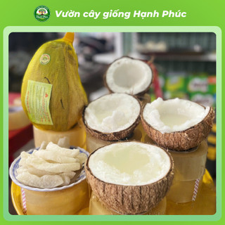 Cây giống DỪA SÁP Siêu sai quả, Chuẩn Giống F1, Dễ Chăm, Năng Suất Cao, Ăn cùng Kem Giải Nhiệt Mùa Hè