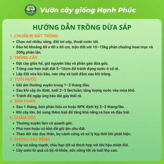 Cây giống DỪA SÁP Siêu sai quả, Chuẩn Giống F1, Dễ Chăm, Năng Suất Cao, Ăn cùng Kem Giải Nhiệt Mùa Hè