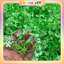 100g Cỏ Điểm Baby Cỏ Bi Lá Hồng Lá Táo Hoa Giả Nhựa Làm Hoa Trang Trí Handmade DUHA 141