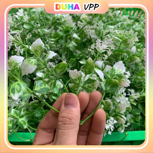 Bịch 500g Cỏ Điểm Hoa Cúc Hoạ Mi Nhựa Đã Nhặt Sach DUHA 145