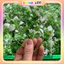 Bịch 500g Cỏ Điểm Hoa Cúc Hoạ Mi Nhựa Đã Nhặt Sach DUHA 145