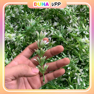 Combo 500g Cỏ Điểm Cành táo Dài Gạo Giá Siêu Rẻ DUHA 147