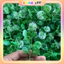 Túi 500g Bi Nụ .Cỏ Điểm Cành Táo Hoa Trắng Dùng Làm Vòng Hoa Đội Đầu.Điểm Vào Bó Hoa Sáp Hoa Giấy DUHA 148
