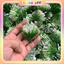 100g Cỏ Điểm Cỏ Thông Cỏ Chấm Hỏi, Cỏ Nhựa Dùng Để Trang Trí Bó Hoa, Trang Trí Handmade Siêu Xinh DUHA 150