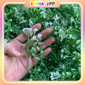 Bịch 100g Cỏ Điểm Cúc Họa Mi, Cành Táo ngắn Cắm Hoa Đã Nhặt Sạch Dây Cọng - Combo 1kg Trộn Nhiều Mẫu DUHA 153