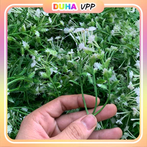 Combo 500g Cỏ Điểm Cúc Họa Mi, Cành Táo ngắn Trang Trí Bó Hoa Ngẫu Nhiên Mix DUHA 153