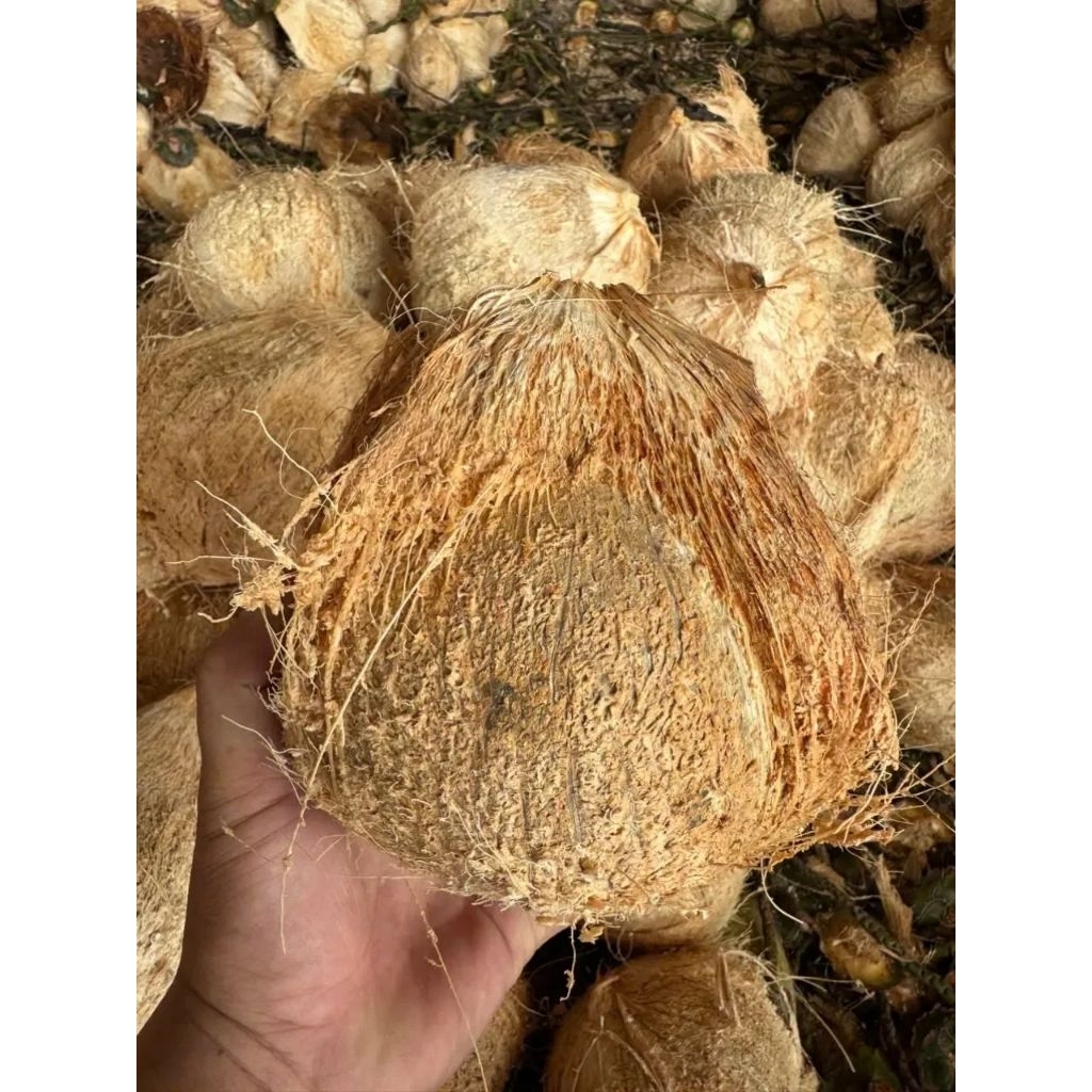 Dừa khô đã lột vỏ loại 1kg - 1.3kg nguyên liệu dùng để làm bánh mức, nấu chè kho thịt, dầu dừa...