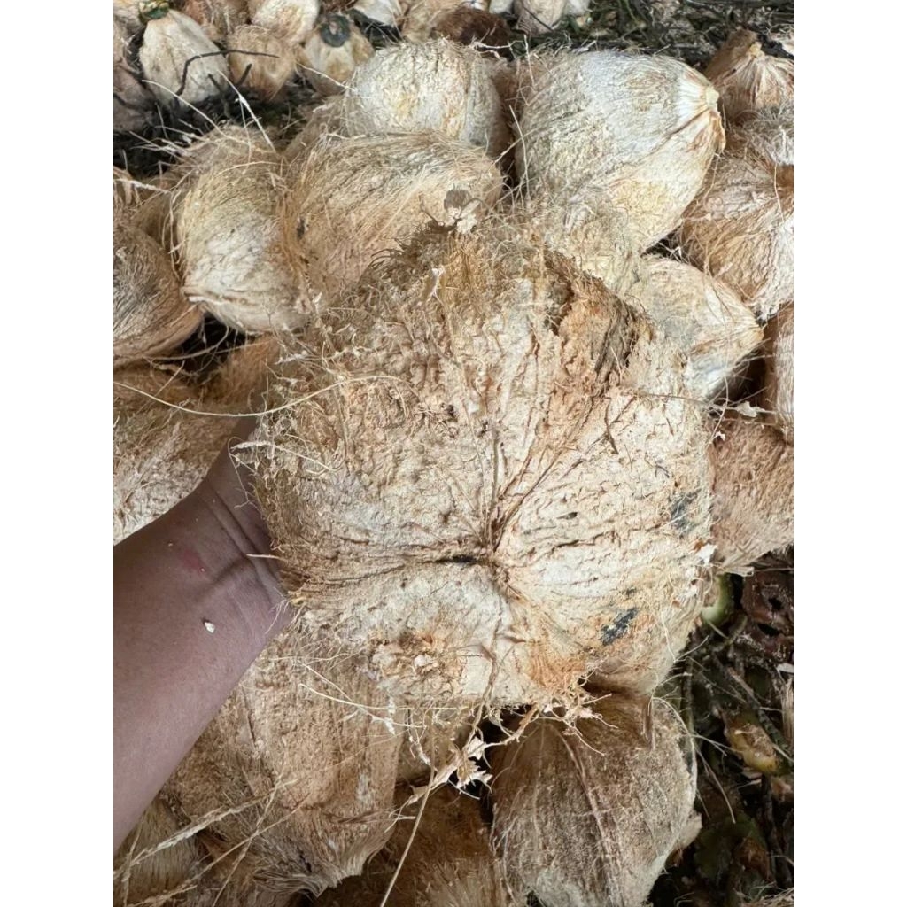 Dừa khô đã lột vỏ loại 1kg - 1.3kg nguyên liệu dùng để làm bánh mức, nấu chè kho thịt, dầu dừa...