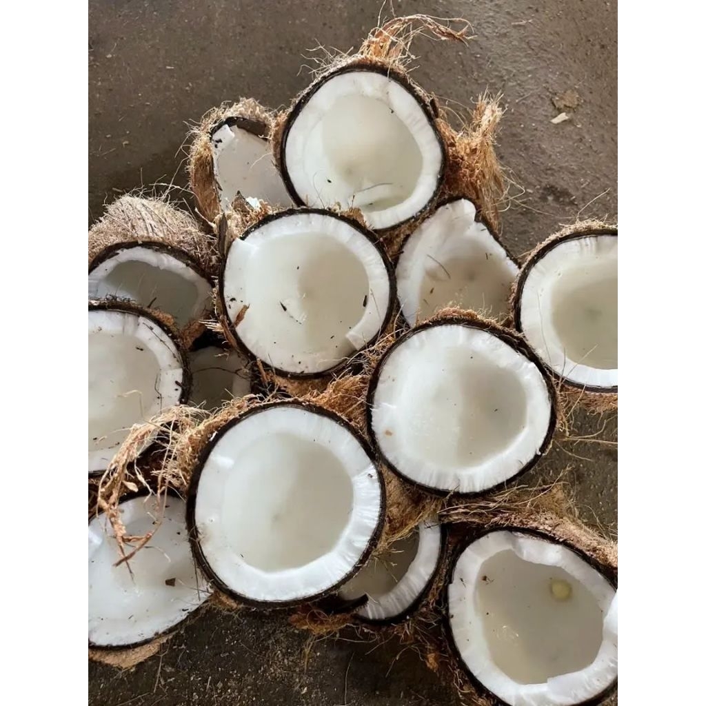 Dừa khô đã lột vỏ loại 1kg - 1.3kg nguyên liệu dùng để làm bánh mức, nấu chè kho thịt, dầu dừa...