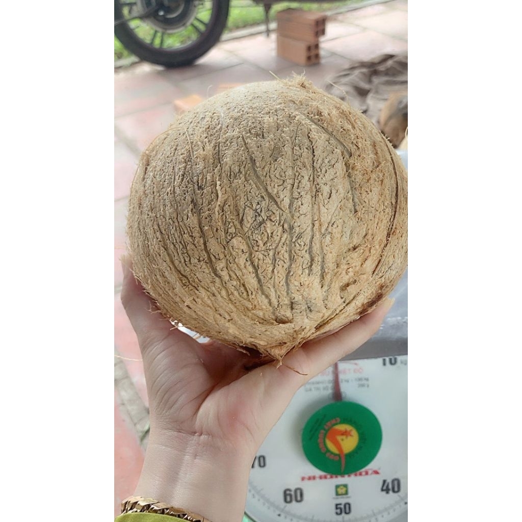 Dừa khô đã lột vỏ loại 1kg - 1.3kg nguyên liệu dùng để làm bánh mức, nấu chè kho thịt, dầu dừa...
