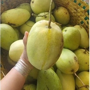 Xoài tứ quý bến tre size to, già rọi, giòn, ngọt, nhà trồng