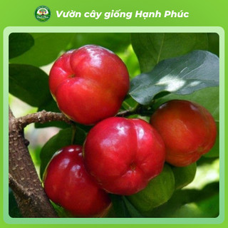 Cây giống SƠ RI GÒ CÔNG choai, Chuẩn Giống, Siêu Sai Quả, Dễ Trồng, Năng Suất Cao - Hỏa tốc HN