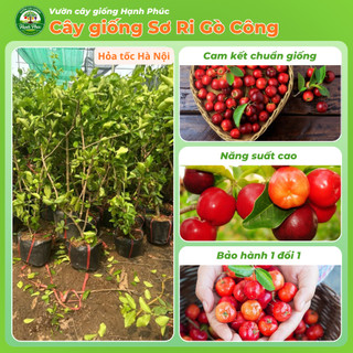 Cây giống SƠ RI GÒ CÔNG choai, Chuẩn Giống, Siêu Sai Quả, Dễ Trồng, Năng Suất Cao - Hỏa tốc HN