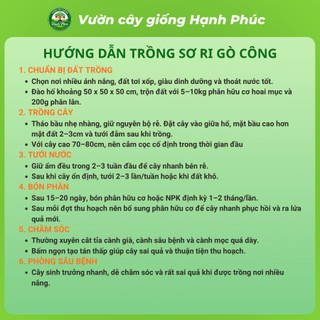 Cây giống SƠ RI GÒ CÔNG choai, Chuẩn Giống, Siêu Sai Quả, Dễ Trồng, Năng Suất Cao - Hỏa tốc HN