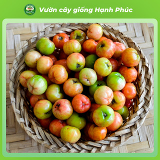 Cây giống SƠ RI GÒ CÔNG choai, Chuẩn Giống, Siêu Sai Quả, Dễ Trồng, Năng Suất Cao - Hỏa tốc HN