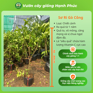 Cây giống SƠ RI GÒ CÔNG choai, Chuẩn Giống, Siêu Sai Quả, Dễ Trồng, Năng Suất Cao - Hỏa tốc HN