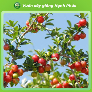 Cây giống SƠ RI GÒ CÔNG choai, Chuẩn Giống, Siêu Sai Quả, Dễ Trồng, Năng Suất Cao - Hỏa tốc HN