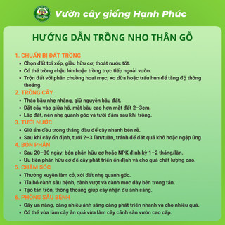 Cây giống NHO THÂN GỖ - CHOAI đủ loại, Siêu Sai Trái, Dễ Trồng Dễ Chăm, Năng Suất Cao - Hỏa tốc HN