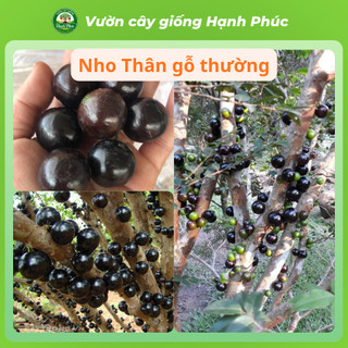 Cây giống NHO THÂN GỖ chuẩn Giống, Siêu Sai Quả, Dễ Trồng, Năng Suất Cao - Hỏa tốc HN