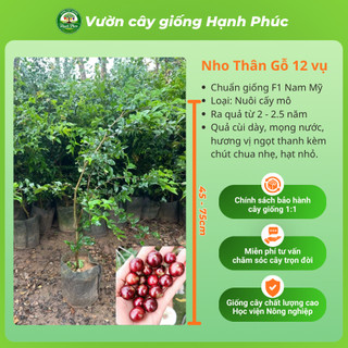 Cây giống NHO THÂN GỖ chuẩn Giống, Siêu Sai Quả, Dễ Trồng, Năng Suất Cao - Hỏa tốc HN