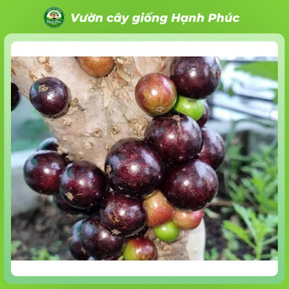 Cây giống NHO THÂN GỖ chuẩn Giống, Siêu Sai Quả, Dễ Trồng, Năng Suất Cao - Hỏa tốc HN