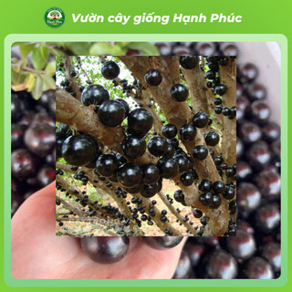 Cây giống NHO THÂN GỖ chuẩn Giống, Siêu Sai Quả, Dễ Trồng, Năng Suất Cao - Hỏa tốc HN