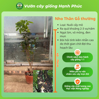 Cây giống NHO THÂN GỖ chuẩn Giống, Siêu Sai Quả, Dễ Trồng, Năng Suất Cao - Hỏa tốc HN