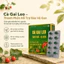 Viên uống CÀ GAI LEO TAM THẤT XẠ ĐEN 50V hỗ trợ giải độc gan, thanh nhiệt, mát gan