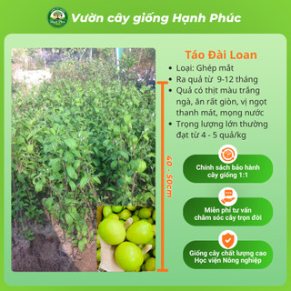 Cây giống TÁO XANH: TÁO ĐÀI LOAN, TÁO LAI LÊ, TÁO CHUA GIA LỘC Chuẩn Giống, Siêu Sai Quả, Dễ Trồng, Năng Suất Cao