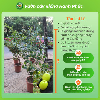 Cây giống TÁO XANH: TÁO ĐÀI LOAN, TÁO LAI LÊ, TÁO CHUA GIA LỘC Chuẩn Giống, Siêu Sai Quả, Dễ Trồng, Năng Suất Cao