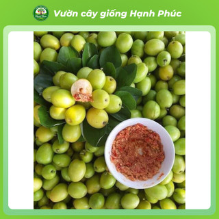 Cây giống TÁO XANH: TÁO ĐÀI LOAN, TÁO LAI LÊ, TÁO CHUA GIA LỘC Chuẩn Giống, Siêu Sai Quả, Dễ Trồng, Năng Suất Cao