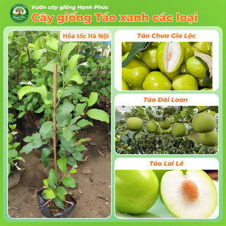 Cây giống TÁO XANH: TÁO ĐÀI LOAN, TÁO LAI LÊ, TÁO CHUA GIA LỘC Chuẩn Giống, Siêu Sai Quả, Dễ Trồng, Năng Suất Cao