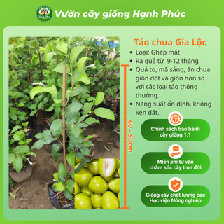 Cây giống TÁO XANH: TÁO ĐÀI LOAN, TÁO LAI LÊ, TÁO CHUA GIA LỘC Chuẩn Giống, Siêu Sai Quả, Dễ Trồng, Năng Suất Cao
