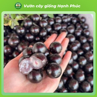 Cây giống NHO THÂN GỖ - CHOAI đủ loại, Siêu Sai Trái, Dễ Trồng Dễ Chăm, Năng Suất Cao - Hỏa tốc HN