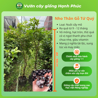 Cây giống NHO THÂN GỖ - CHOAI đủ loại, Siêu Sai Trái, Dễ Trồng Dễ Chăm, Năng Suất Cao - Hỏa tốc HN
