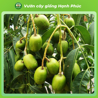 Cây giống CÓC LÙN THÁI Giòn Ngon Siêu Sai Trái, Trồng Chậu Dễ Chăm Sóc, Ăn Quanh Năm - Hỏa Tốc HN